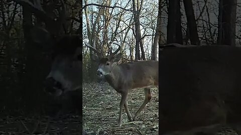 Nice 8 point by the bale blind #deer #deerhunting #hunting #foodplot #shorts