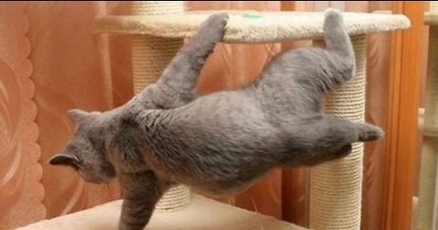 Gatos haciendo parkour