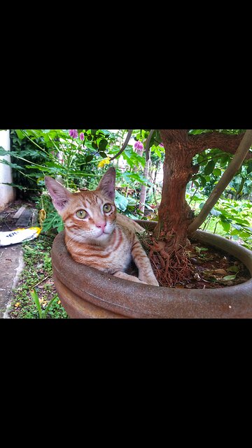 Cute cat funny moments | 😺