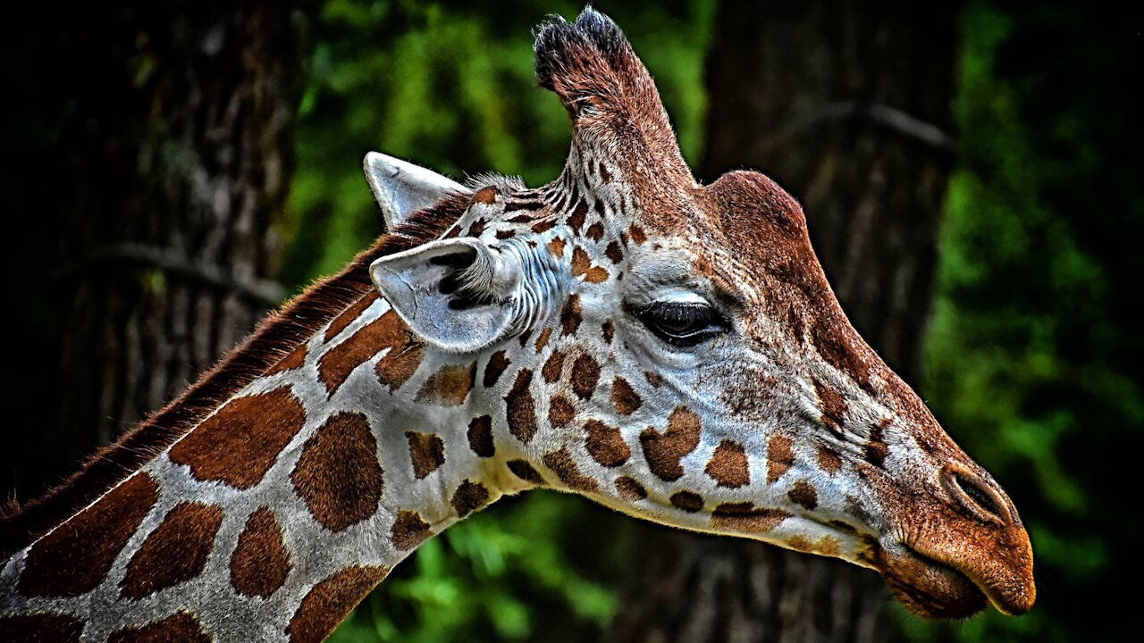 GIRAFFE - Animals For Kids - Know The Animal