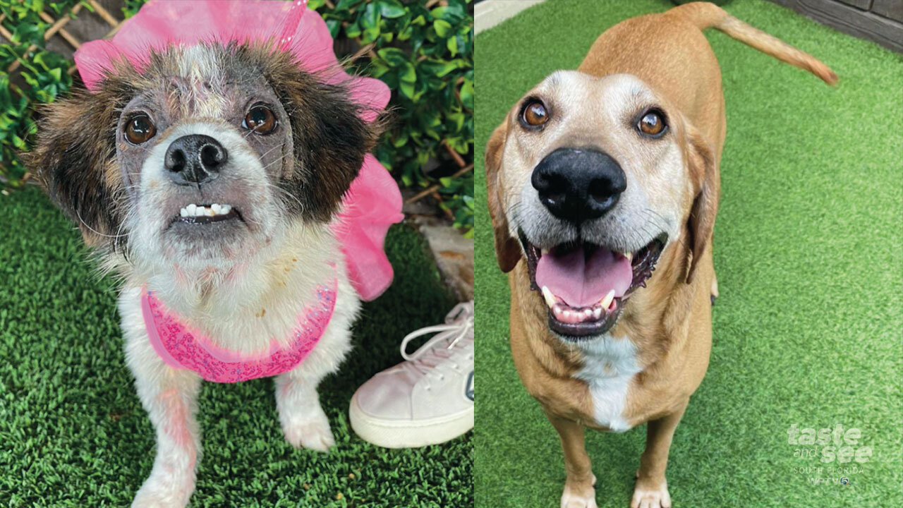 Does this dog have the cutest underbite ever?