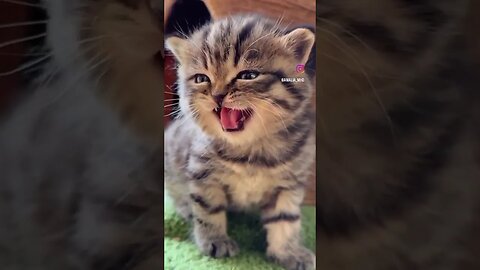 Sweet baby cat 🐈 ❤️😎 #love #tiktokvideo #pets #cat #funny