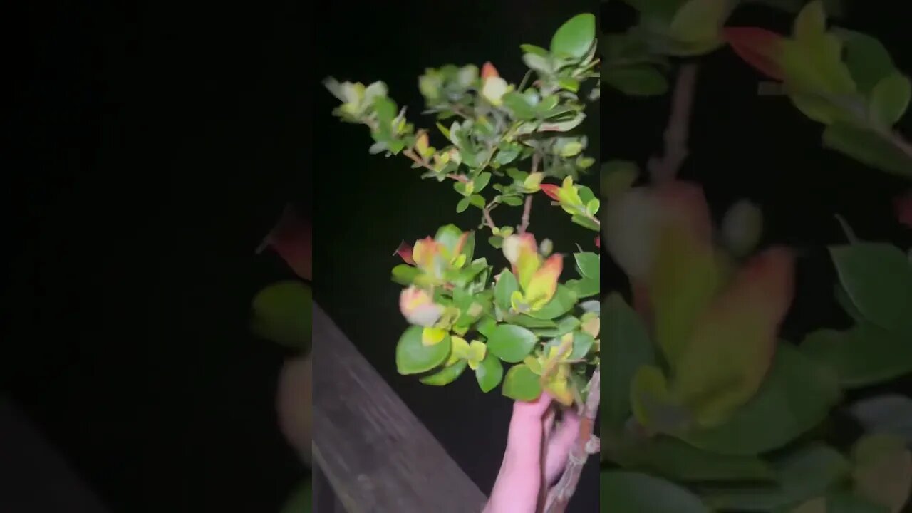 Blind man gives update about dead plants… They all came back#Plants #Shorts #Nature #Trending.￼