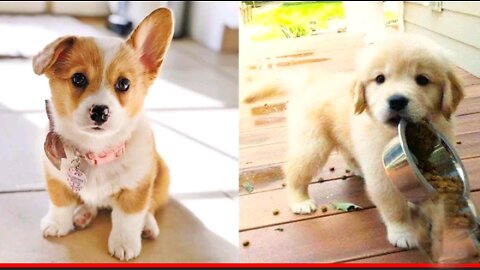 Funny dog movements compilation 2022 || 2022 best funny dog