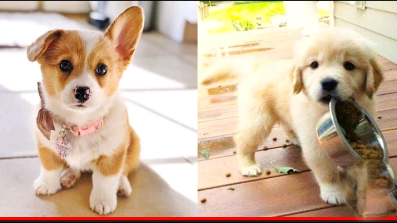 Funny dog movements compilation 2022 || 2022 best funny dog