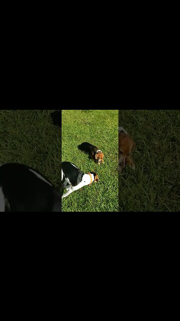 Daisy Stole Parker's Bone, And Parker Wants It Back