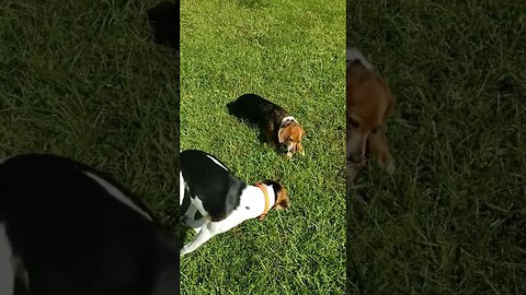 Daisy Stole Parker's Bone, And Parker Wants It Back