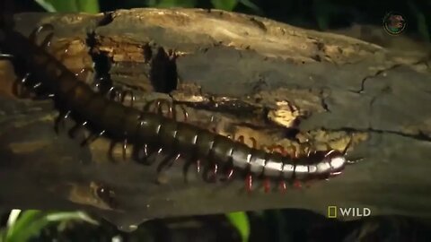 CENTOPEIA GIGANTE NA CAÇADA NOTURNA - FABULOSO MUNDO ANIMAL