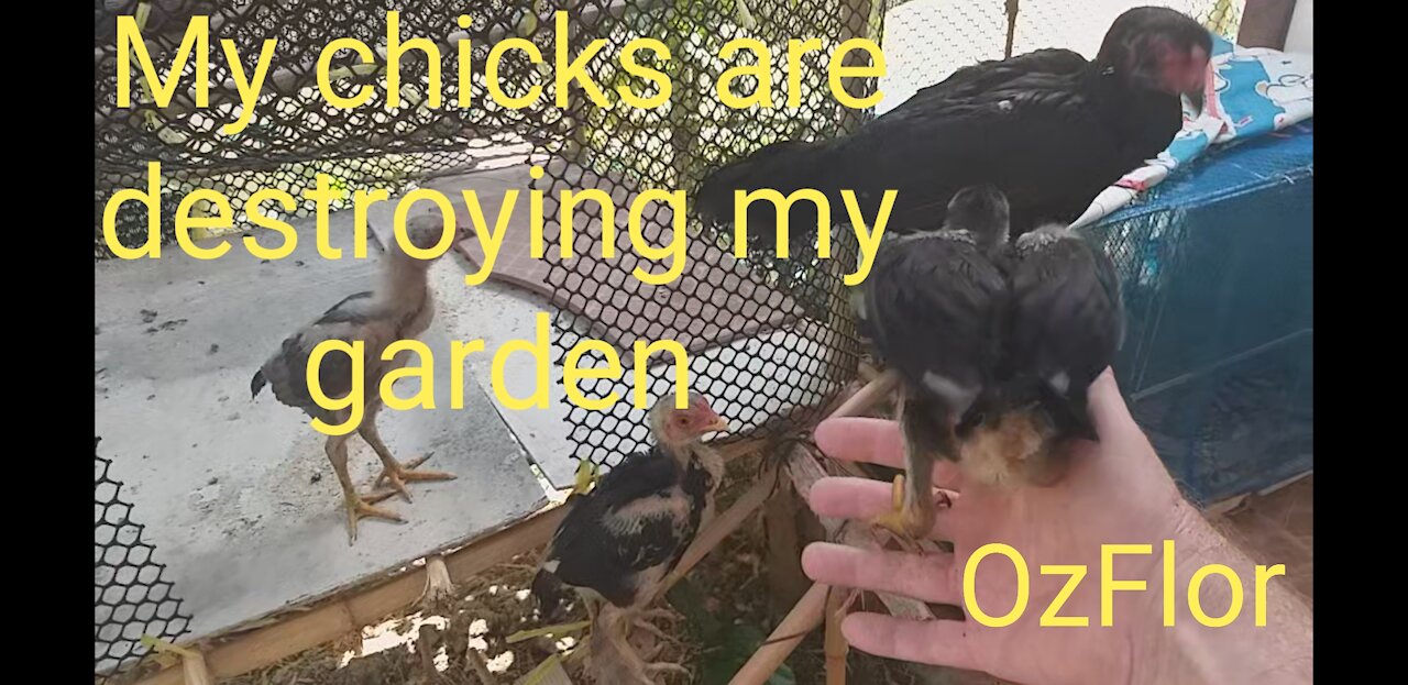 My chicks got in my garden again destroying my new veggies I sow recently