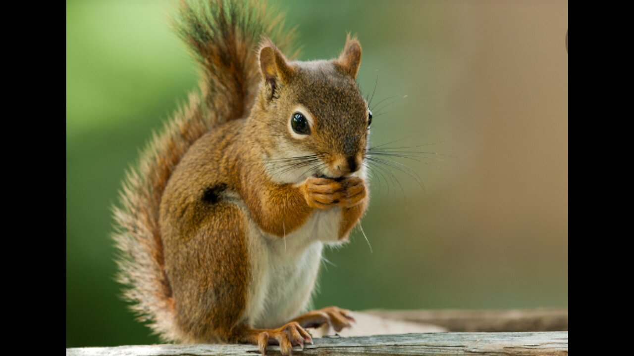 Wonderful squirrel 🐿🐿