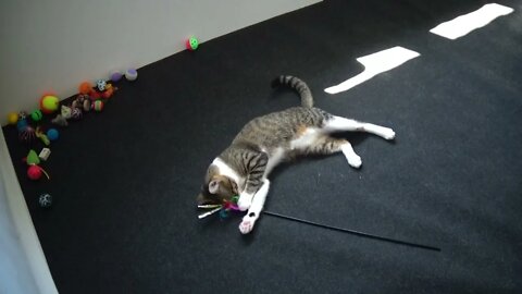 Cute Little Cat Has Caught the Toy