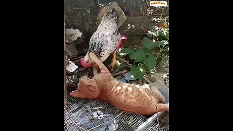 Chicken and Cat funny moments 😻 trending video