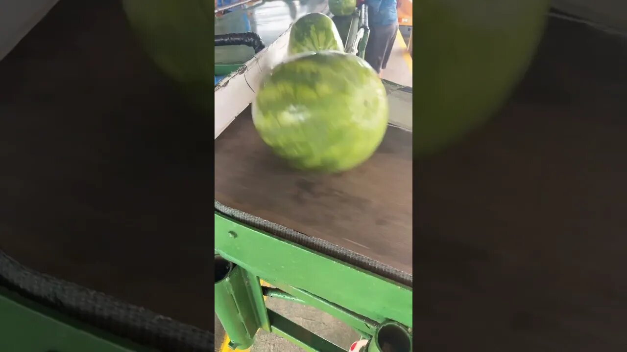 Shipping Florida Watermelons!