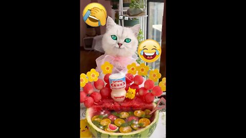 Cute animals - Funny animals - compilation 🤣 Funny Dogs And Cats Videos 2022