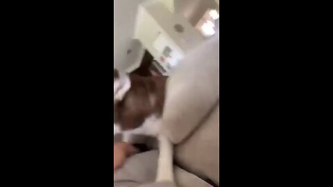 Funniest animals 2023 🐱In tiktok 😂 Funny and Fails Pets Video #11