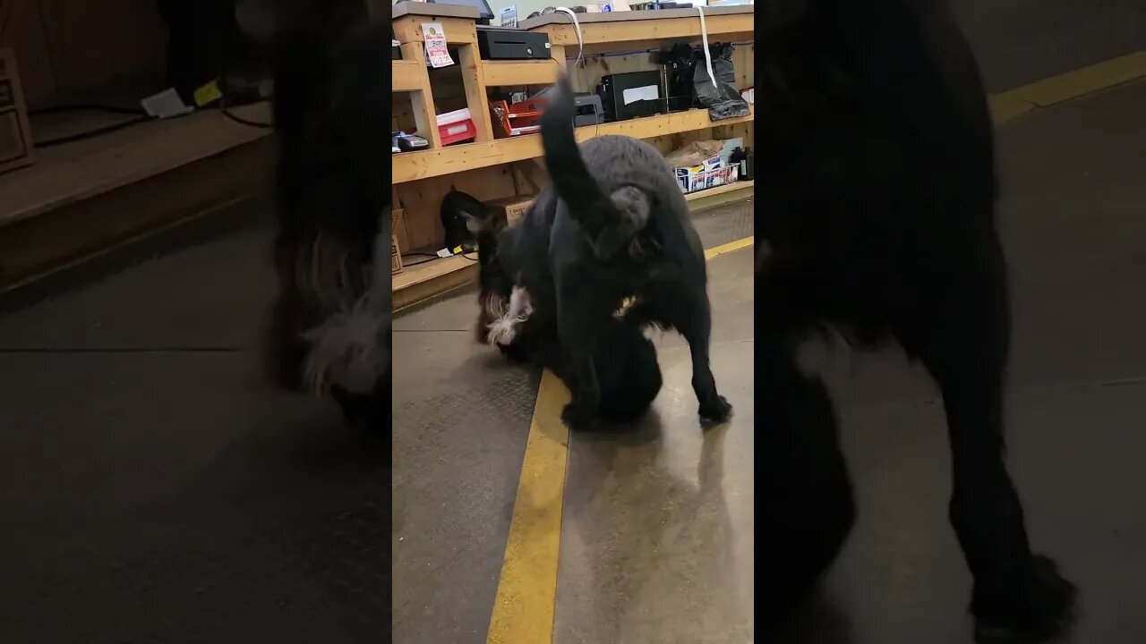 Office Dogs Roll, dog jitsu !!