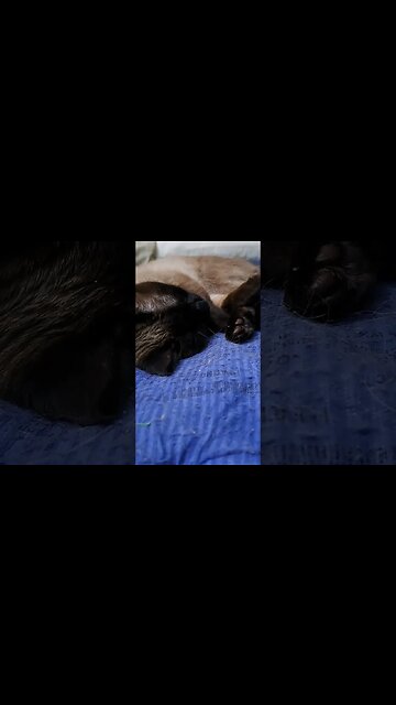 sleeping beauty #cat #viral #kitten