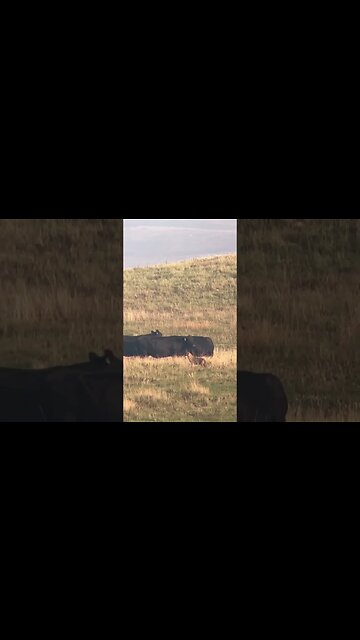 Coyote on the neighbors property sniffing around the livestock. #shorts