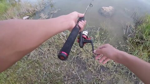 Y2Mate is CATCHING A BABY BASS FOR MY FISH TANK!!! NQf26iSZl1E 1080p 1646744498156