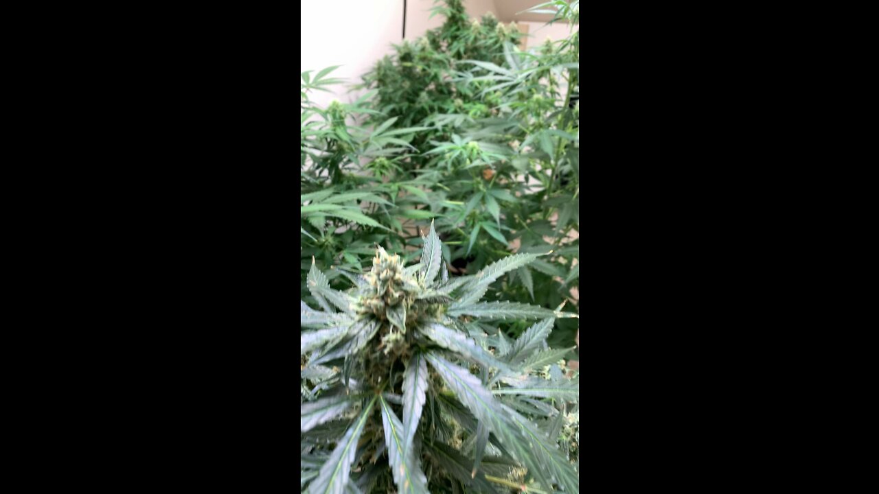 Autoflower Cannabis Grown Using Mars Hydro LED Lghts