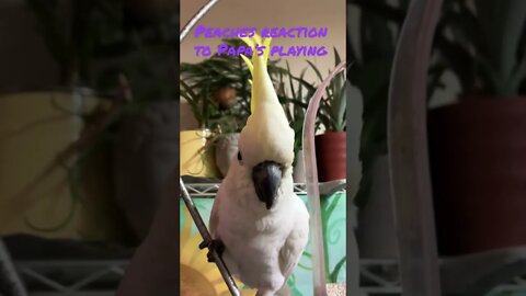 Peaches reacts #cutepets #parrot #cockatoo #shorts #birdshorts #funny #music