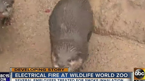 Trio of otters safe thanks to their keepers after fire