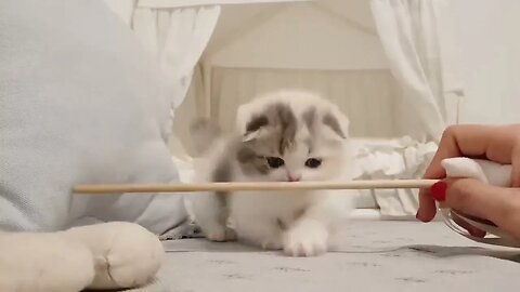 cute kitten videos short leg cat #funny #cute #shorts #kitten #cats #cat