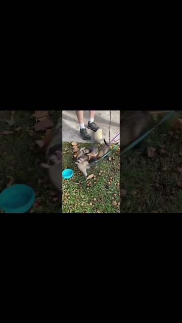 Digging Ferret & Friends