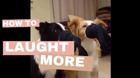 Fur and Follies: Hilarious Tales of Pet Pandemonium 😊🤣😂😊