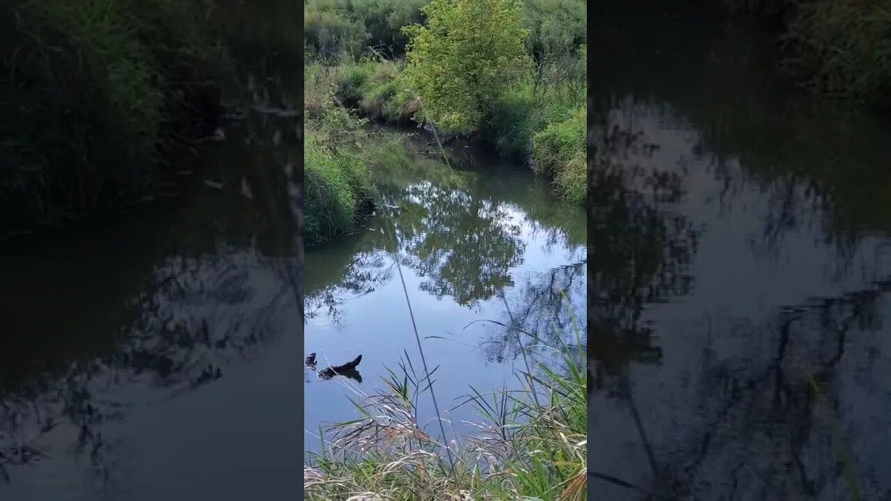 otter creek (relaxing)