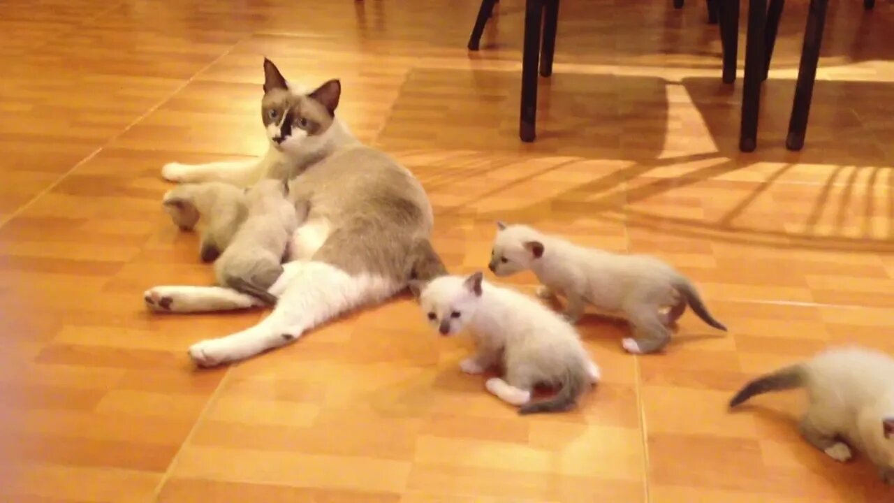 Mother Cat with Her Babies #shorts