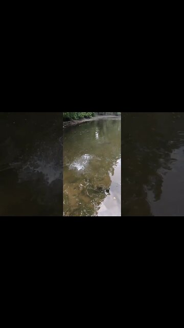 Cast Cray Glide Swimmer catching creek smallmouth bass!