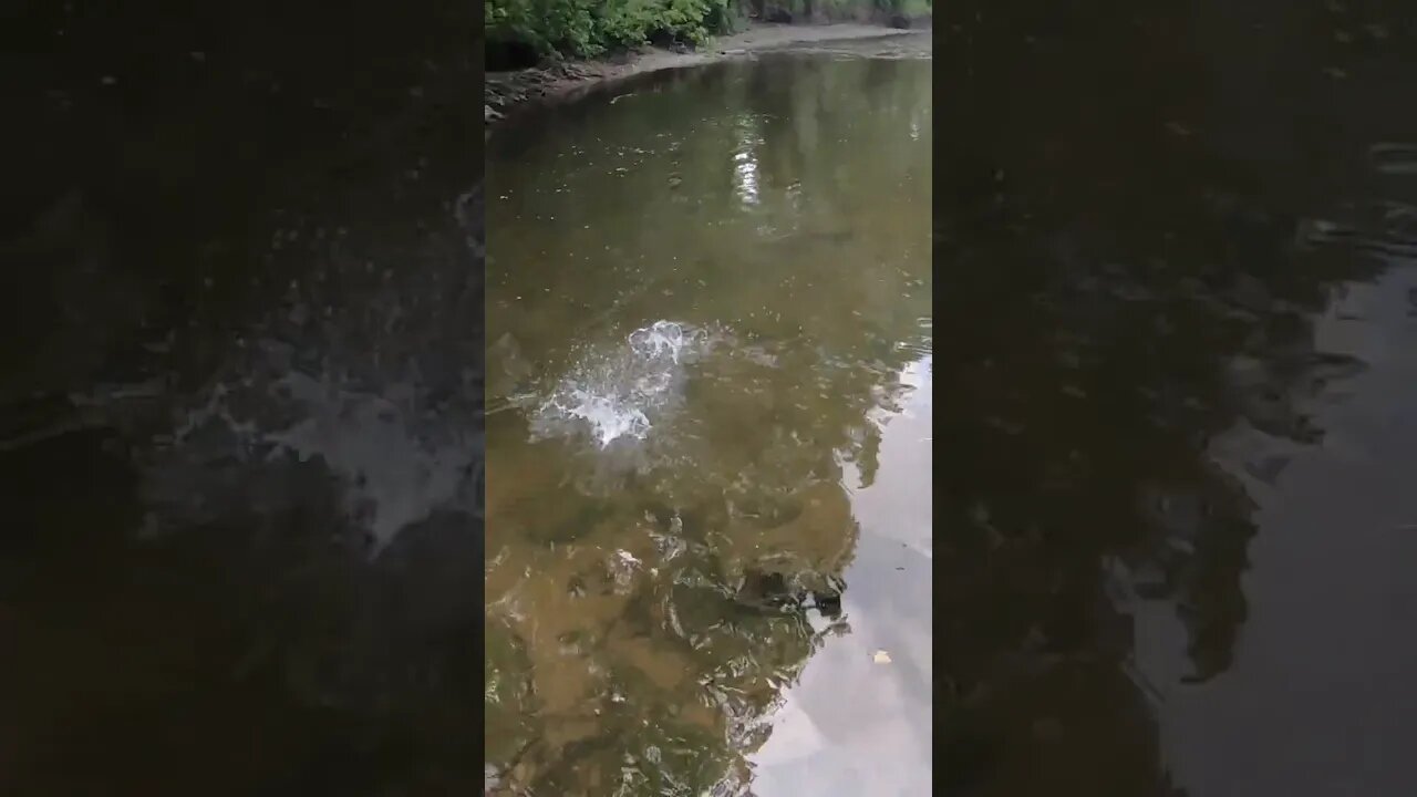 Cast Cray Glide Swimmer catching creek smallmouth bass!