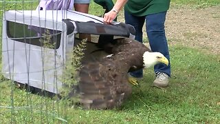 BALD EAGLE RELEASED IN CHESTNUT RIDGE PARK