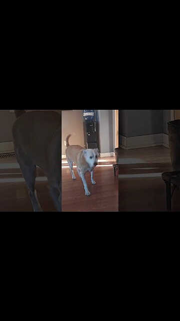 Calling My Dogs Be Like....#shorts #doggo #shepsky #cute #doglover