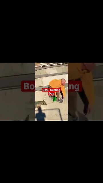 Bowl Skating Dog #skateboarding #poolskateboarding #bowlskating #doglover