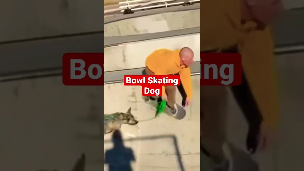 Bowl Skating Dog #skateboarding #poolskateboarding #bowlskating #doglover