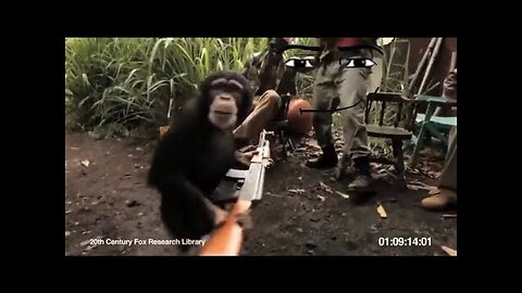 Monkey playing with gun Life Could Be A Dream