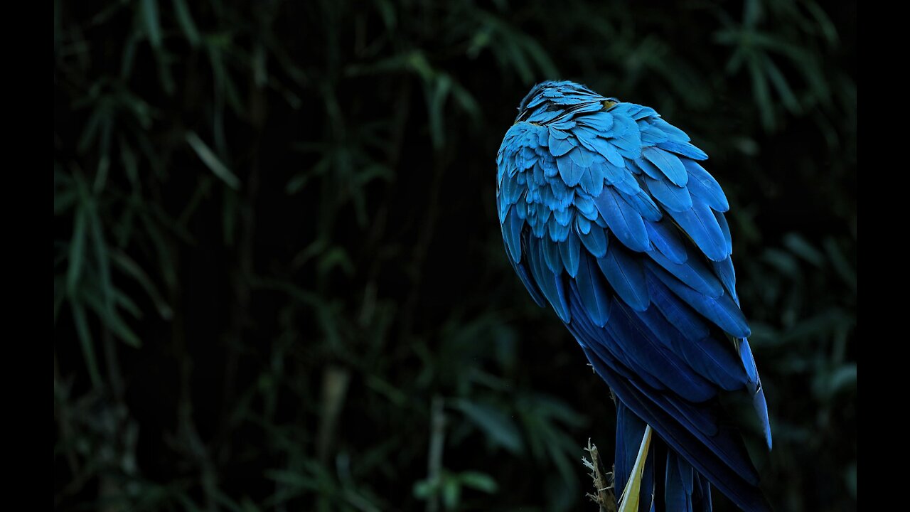 The weirdest blue bird with very beautiful feathers and a sharp beak