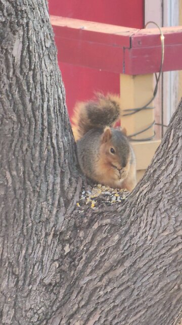 our new squirrel baby