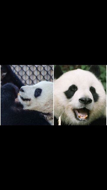 Mad panda destroyed everything