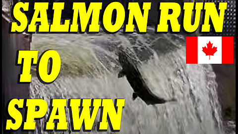 Upstream Salmon Run To Spawn In Bowmanville Canada.