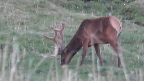 VELVET MANIA VIDEO 4 BULL ELK!