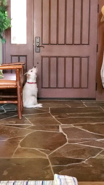 Howling Ares waiting for mom