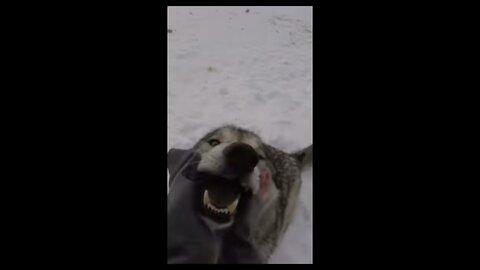 Happy wolves