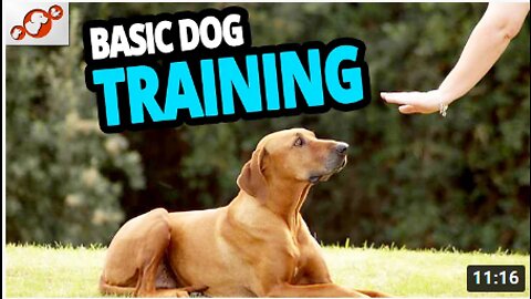 🐕 Basic Dog Training – TOP 10 Essential Commands Every Dog Should Know!