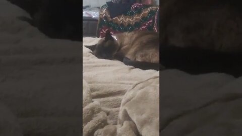 ERNASTINE IS PASSED OUT ASLEEP #catsofyoutube #cats