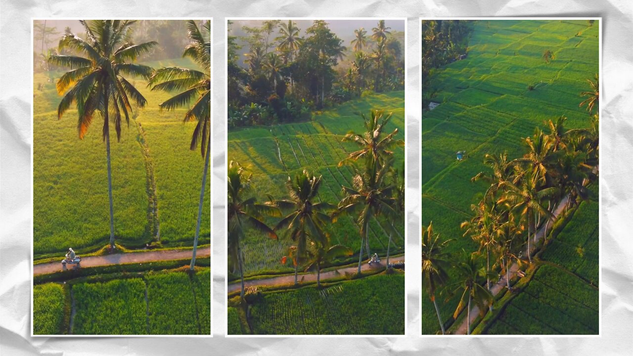 Exploring The Beautiful Ricefield In Bali | Widershot