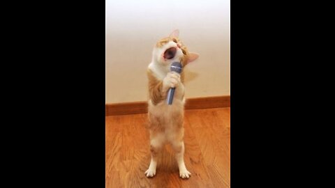 Video of a cat singing