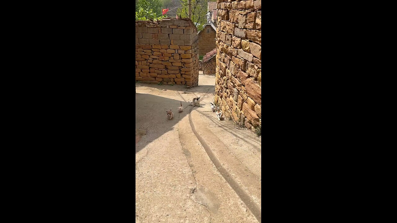 Mother cat takes her kitten home.Mother cat takes her kitten home.